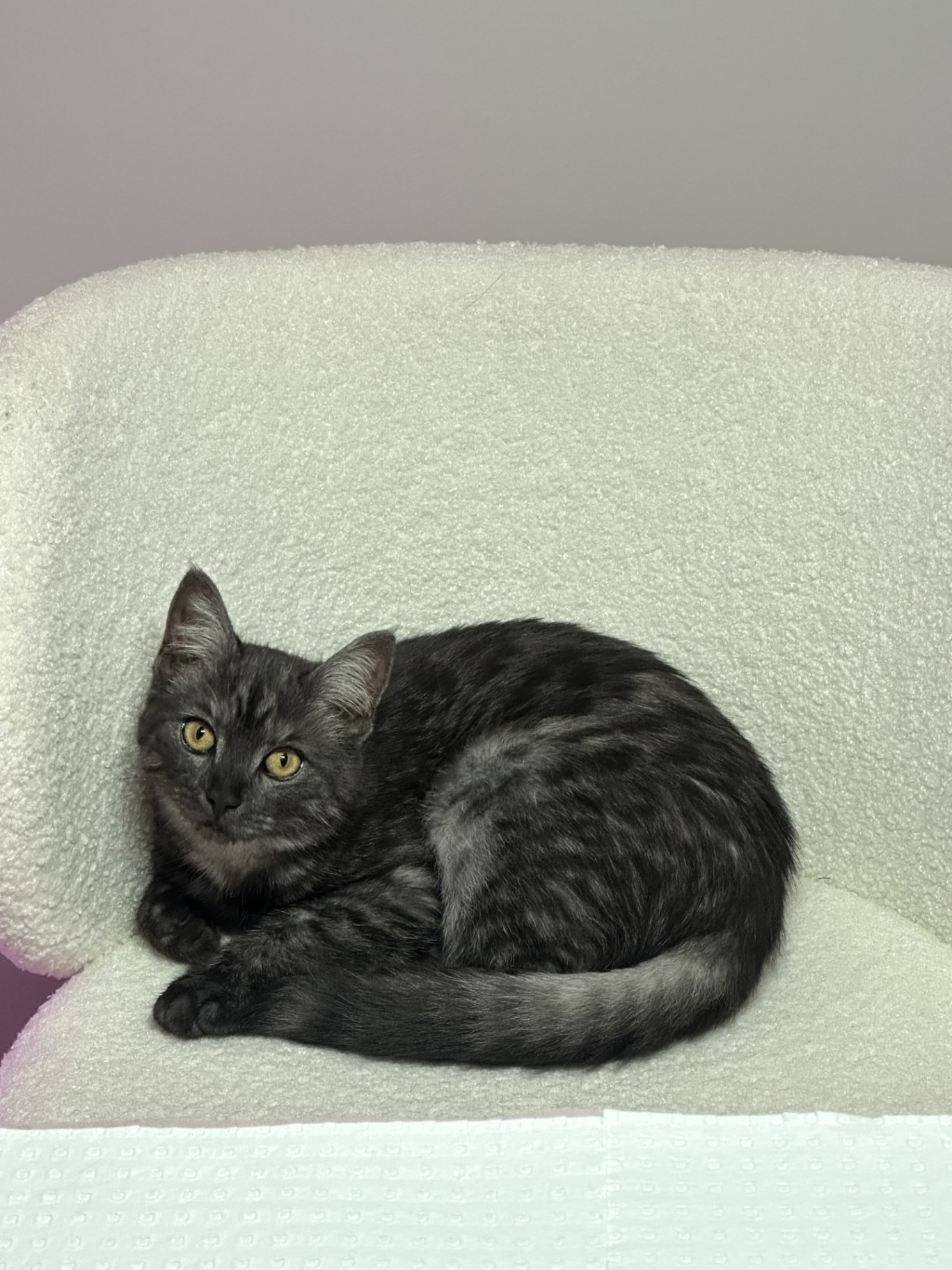 The suite's resident — a smoky grey cat curled on a boucle chair