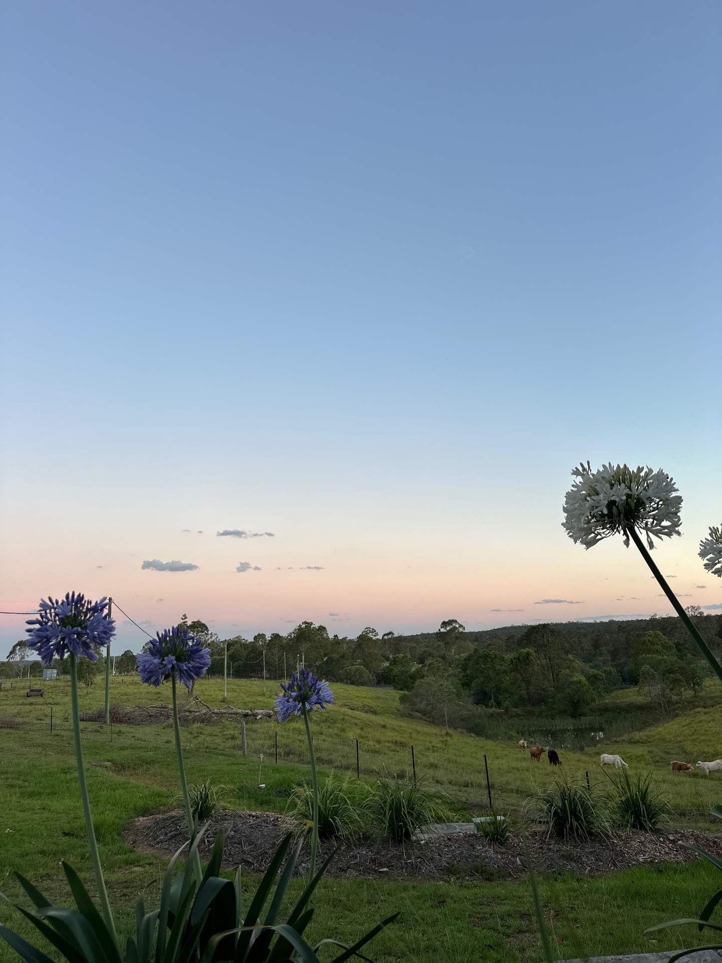 Sunset view over the rolling hills and pastures surrounding the suite